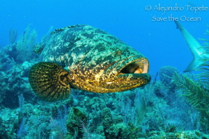 Goliat Grouper, Gardens of the Queen Cuba by Alejandro Topete 